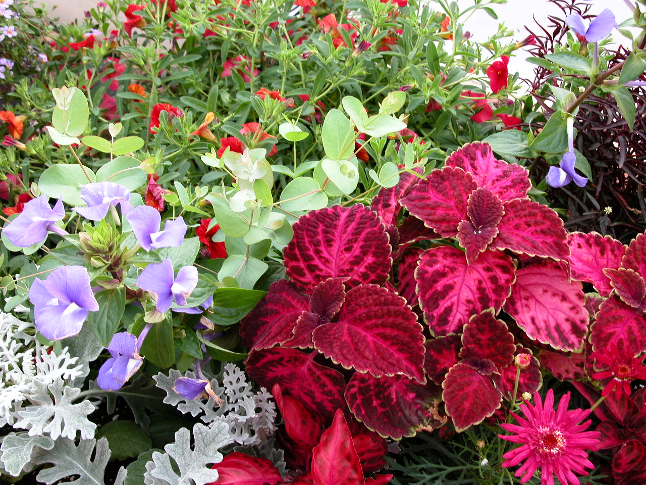 Annuals at Babikow Greenhouses