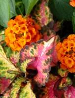 Babikow Annuals