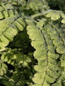 Babikow Ferns