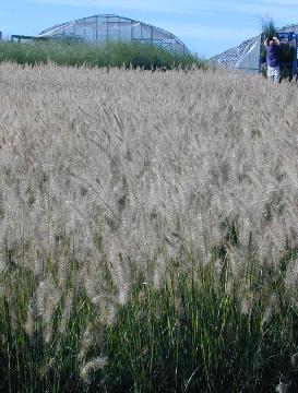 Babikow Grasses
