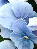 Babikow Pansies