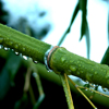 Click to
                    browse Bamboo