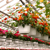 Click to
              browse Hanging Baskets