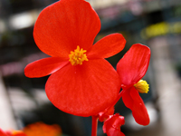 Begonia 'Super Olympia Red'
Picture of
Begonia Super Olympia Red