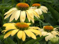 Picture of Echinacea 'Sunrise' 
