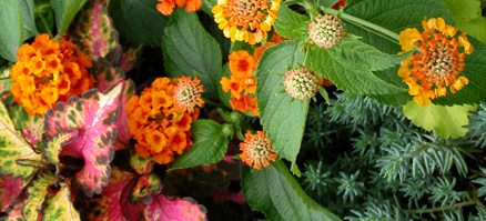 Our Plants at Babikow Greenhouses