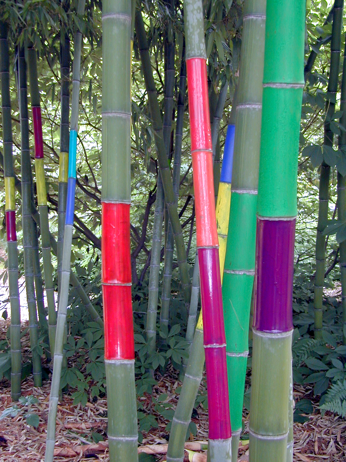 Bamboo at Babikow Greenhouses