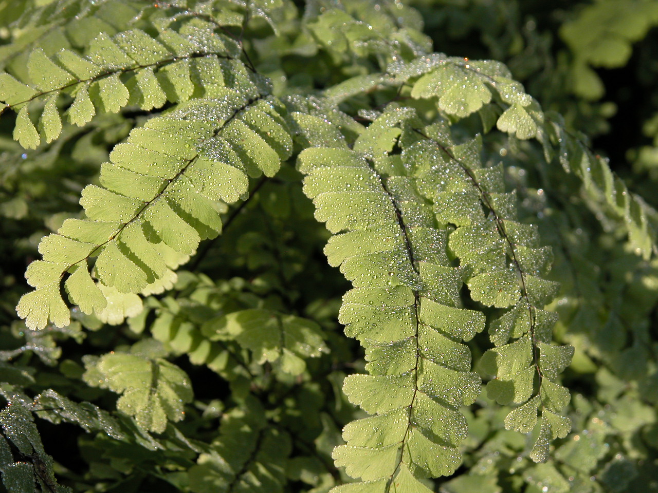 Ferns at Babikow Greenhouses
