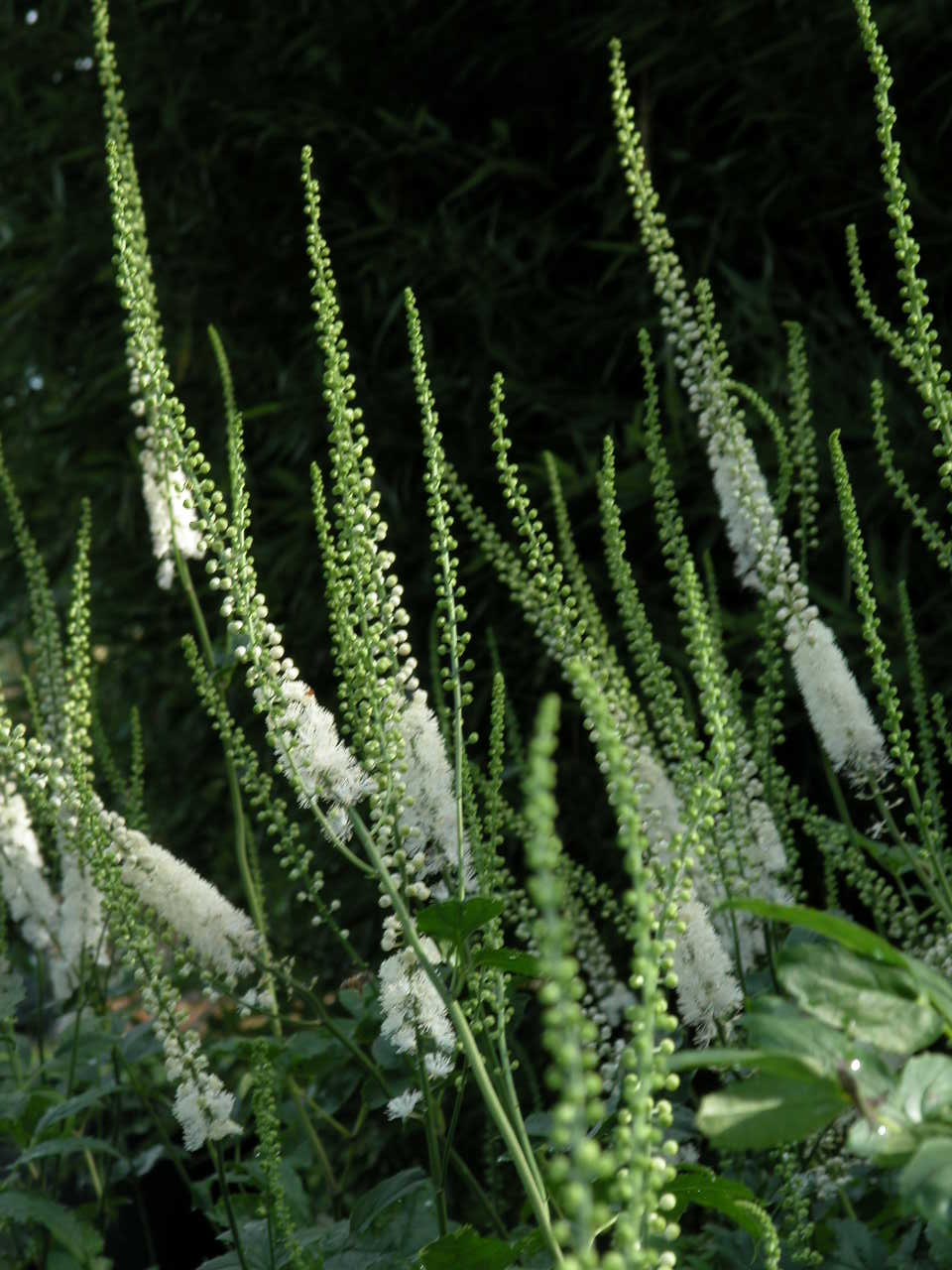 Native Plants/Selections at Babikow Greenhouses