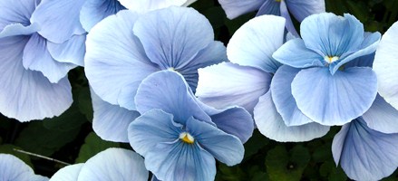 Click to
                    browse Spring and Fall Pansies