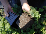 Picture of the roots of a perennial plant