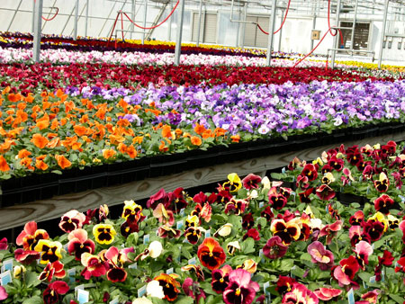 Picture
                    of Pansy House