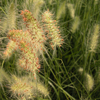 Click to
                    browse Ornamental Grasses