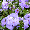 Click to
                    browse Perennials