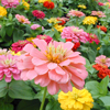 Click to
              browse Annuals